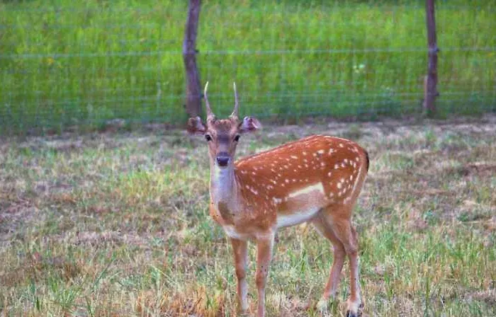 Damszarvas Vendeghaz Apartament *