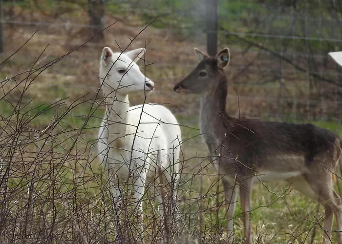 Damszarvas Vendeghaz Apartament Újudvar