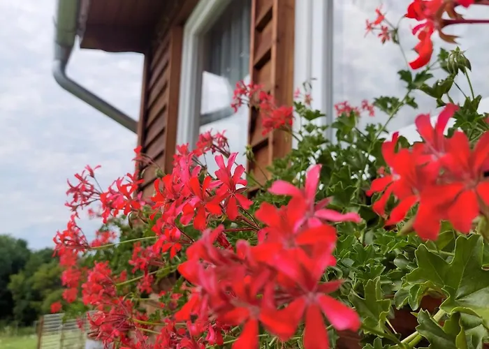 Apartament Damszarvas Vendeghaz *