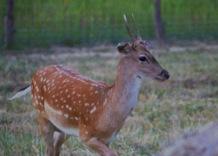 Damszarvas Vendeghaz Apartament
